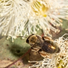 Leioproctus sp. (genus) (Plaster bee) at Red Hill, ACT - 10 Feb 2022 by Roger