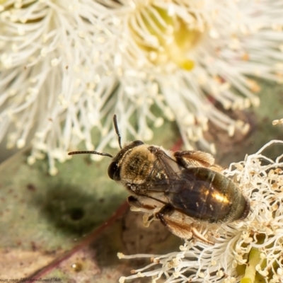 Leioproctus sp. (genus) (Plaster bee) at Red Hill Nature Reserve - 10 Feb 2022 by Roger