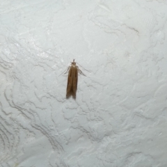 Eutorna tricasis (A Depressariid moth) at McKellar, ACT - 7 Feb 2022 by Birdy
