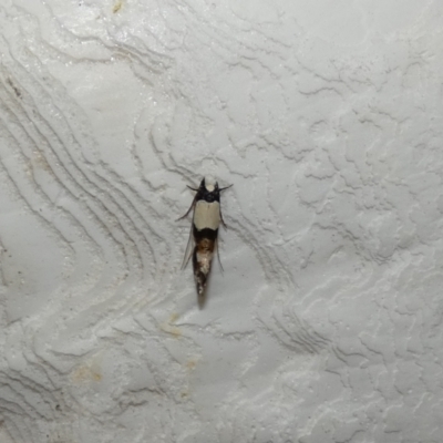 Monopis icterogastra (Wool Moth) at McKellar, ACT - 9 Feb 2022 by Birdy
