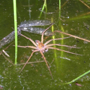 Pisauridae (family) at Fisher, ACT - 9 Feb 2022 09:03 PM