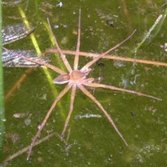 Pisauridae (family) at Fisher, ACT - 9 Feb 2022 09:03 PM