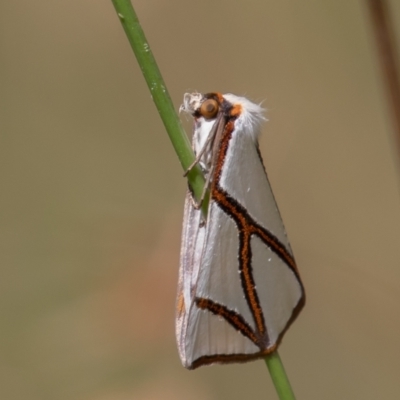 Thalaina clara (Clara's Satin Moth) at Namadgi National Park - 10 Feb 2022 by rawshorty