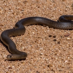 Pseudonaja textilis (Eastern Brown Snake) at Cooleman Ridge - 9 Feb 2022 by Chris Appleton