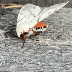 Ardices canescens (Dark-spotted Tiger Moth) at Weetangera, ACT - 9 Feb 2022 by WarrenRowland