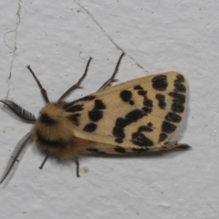 Ardices curvata (Crimson Tiger Moth) at Higgins, ACT - 9 Feb 2022 by AlisonMilton