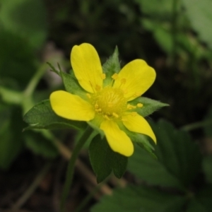 Potentilla indica at Latham, ACT - 9 Feb 2022 02:30 PM