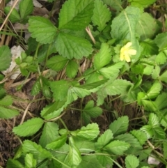 Potentilla indica at Latham, ACT - 9 Feb 2022 02:30 PM