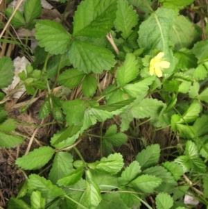 Potentilla indica at Latham, ACT - 9 Feb 2022 02:30 PM