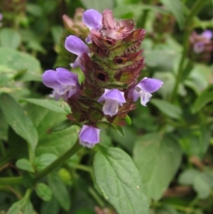 Prunella vulgaris at Latham, ACT - 29 Jan 2022 09:20 AM