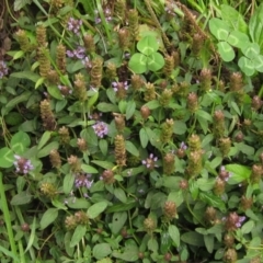 Prunella vulgaris at Latham, ACT - 29 Jan 2022 09:20 AM