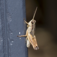 Phaulacridium vittatum (Wingless Grasshopper) at Higgins, ACT - 7 Feb 2022 by AlisonMilton