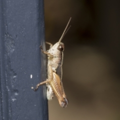 Phaulacridium vittatum at Higgins, ACT - 7 Feb 2022