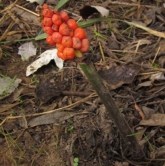 Arum italicum (Italian Arum) at Latham, ACT - 29 Jan 2022 by pinnaCLE