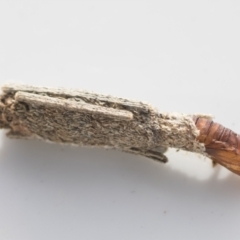 Trigonocytarra clandestina (Less-stick Case Moth) at Higgins, ACT - 9 Feb 2022 by AlisonMilton