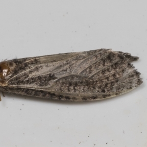 Trigonocyttara clandestina at Higgins, ACT - 9 Feb 2022