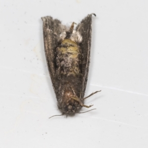 Trigonocyttara clandestina at Higgins, ACT - 9 Feb 2022 07:07 PM