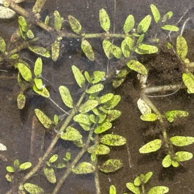 Elatine gratioloides (Waterwort) at Namadgi National Park - 10 Feb 2022 by JaneR