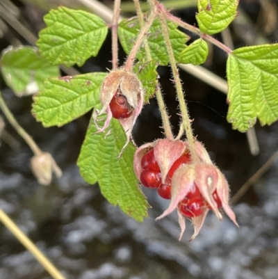 Rubus parvifolius (Native Raspberry) at Cotter River, ACT - 10 Feb 2022 by JaneR