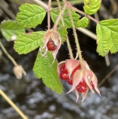 Rubus parvifolius (Native Raspberry) at Cotter River, ACT - 10 Feb 2022 by JaneR