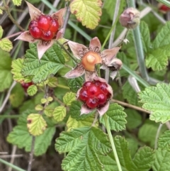 Rubus parvifolius at Cotter River, ACT - 10 Feb 2022