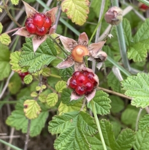 Rubus parvifolius at Cotter River, ACT - 10 Feb 2022 11:45 AM