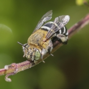 Amegilla sp. (genus) at Higgins, ACT - 6 Jan 2022