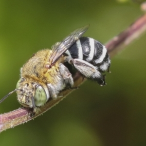 Amegilla sp. (genus) at Higgins, ACT - 6 Jan 2022