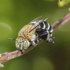 Amegilla sp. (genus) at Higgins, ACT - 6 Jan 2022