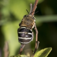 Amegilla sp. (genus) at Higgins, ACT - 6 Jan 2022