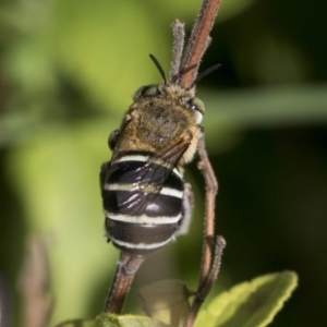 Amegilla sp. (genus) at Higgins, ACT - 6 Jan 2022