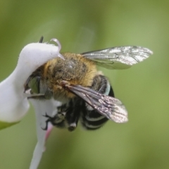 Amegilla sp. (genus) at Higgins, ACT - 6 Jan 2022