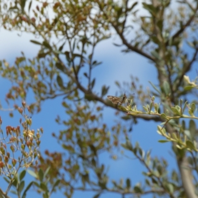 Dispar compacta (Barred Skipper) at Googong Foreshore - 10 Feb 2022 by Steve_Bok