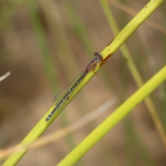 Xanthagrion erythroneurum (Red & Blue Damsel) at QPRC LGA - 10 Feb 2022 by SteveBorkowskis