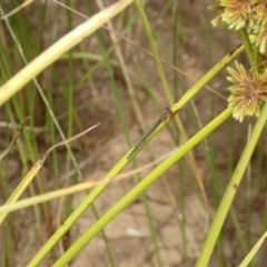 Xanthagrion erythroneurum at QPRC LGA - 10 Feb 2022 11:46 AM