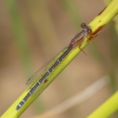 Xanthagrion erythroneurum at QPRC LGA - 10 Feb 2022 11:46 AM