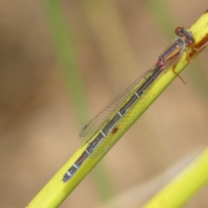 Xanthagrion erythroneurum at QPRC LGA - 10 Feb 2022 11:46 AM