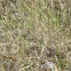 Agrostis capillaris (Brown Top Bent Grass) at Hackett, ACT - 5 Feb 2022 by abread111