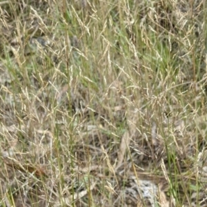 Agrostis capillaris at Hackett, ACT - 5 Feb 2022