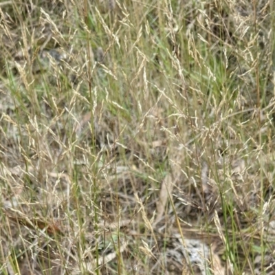 Agrostis capillaris (Brown Top Bent Grass) at Mount Majura - 5 Feb 2022 by abread111