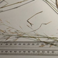 Agrostis capillaris at Hackett, ACT - 5 Feb 2022