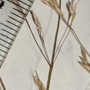 Agrostis capillaris at Hackett, ACT - 5 Feb 2022