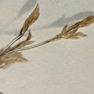 Agrostis capillaris at Hackett, ACT - 5 Feb 2022