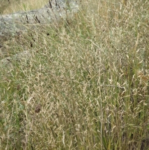 Agrostis capillaris at Hackett, ACT - 5 Feb 2022