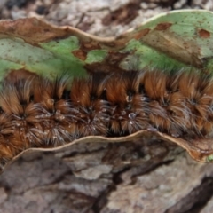 Anthela (genus) immature (Unidentified Anthelid Moth) at QPRC LGA - 10 Feb 2022 by LisaH