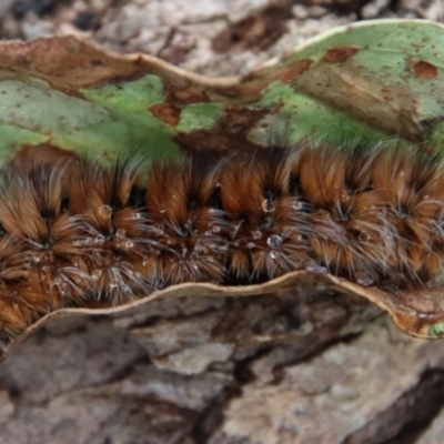 Anthela (genus) immature (Unidentified Anthelid Moth) at Mongarlowe River - 10 Feb 2022 by LisaH