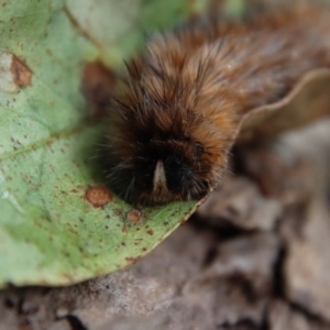 Anthela (genus) immature at Mongarlowe, NSW - suppressed