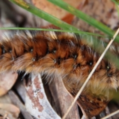 Anthela (genus) immature at Mongarlowe, NSW - suppressed