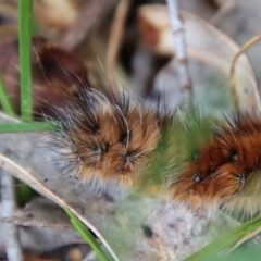 Anthela (genus) immature at Mongarlowe, NSW - suppressed