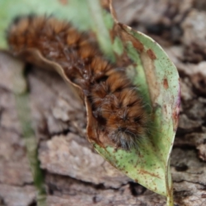 Anthela (genus) immature at Mongarlowe, NSW - suppressed